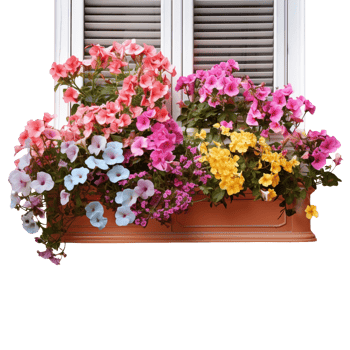 Colorful Window Box isolated on transparent background png
