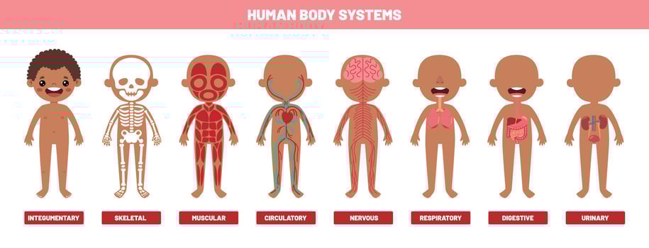 Drawing Of Human Body Systems vector