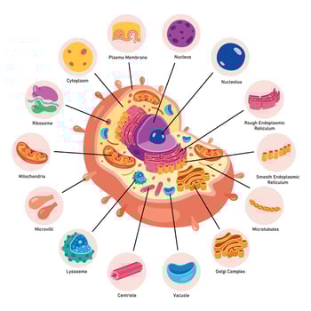 The Structure Of Human Cell vector