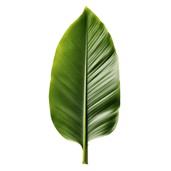 Banana Leaf with Clear Background png