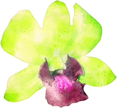 Watercolor Orchid Flower Illustration png
