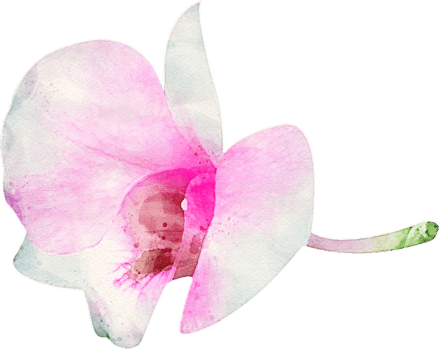 Watercolor Orchid Flower Illustration png