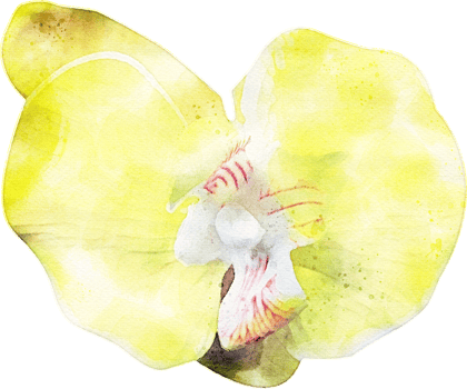 Watercolor Orchid Flower Illustration png