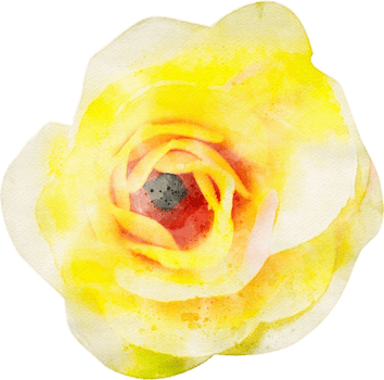 Watercolor Flower Illustration png