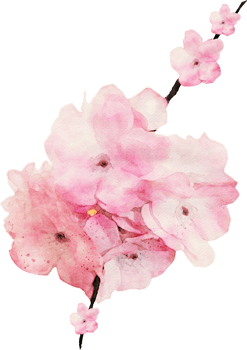 Watercolor Flower Illustration png