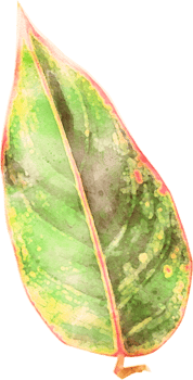 Watercolor leave Illustration png