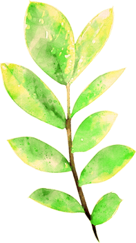 Watercolor leave Illustration png