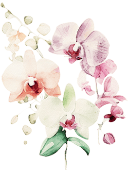 Watercolor Orchid Flower Illustration png