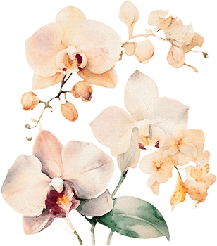 Watercolor Orchid Flower Illustration png