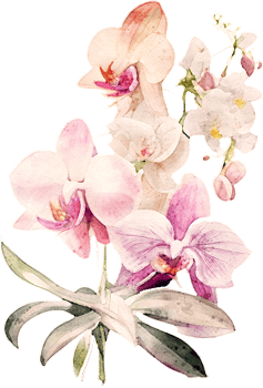Watercolor Orchid Flower Illustration png