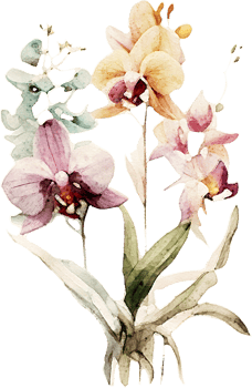 Watercolor Orchid Flower Illustration png