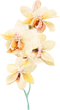 Watercolor Orchid Flower Illustration png