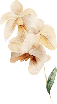 Watercolor Orchid Flower Illustration png