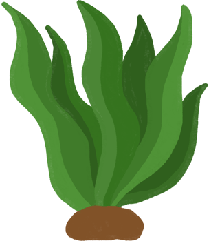 seaweed cartoon. underwater clipart png