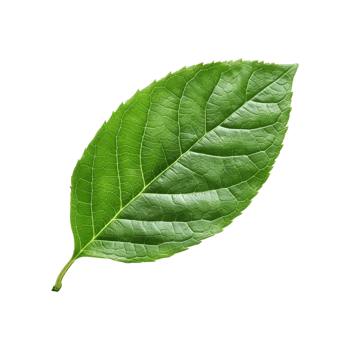 Green leaves isolated on transparent background png