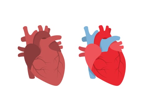 Human heart organ vector