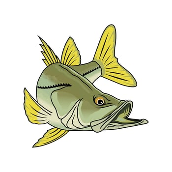 snook fishing illustration logo image t shirt vector