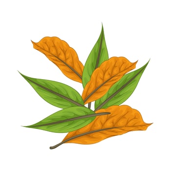 Illustration of leaf vector