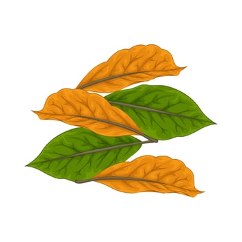 Illustration of leaf vector
