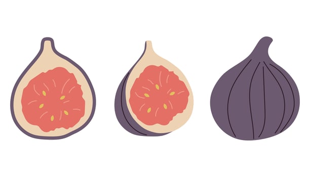 Set of ripe figs, tropical fruit, fig fruit, fig cut and whole fruit vector