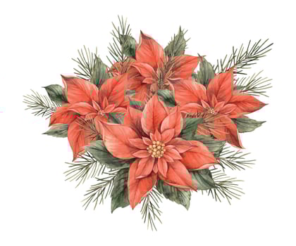 Bouquet of poinsettia with fir branches. Watercolor vintage Christmas composition of red flowers and green pine branches. Bouquet for Christmas and New Year holidays, invitations, cards, decorations. vector