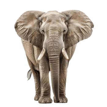 An African elephant is standing on a plain background, a african elephant isolated on transparent background png