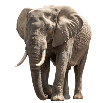 An African elephant is walking gracefully on a plain background, a african elephant isolated on transparent background png