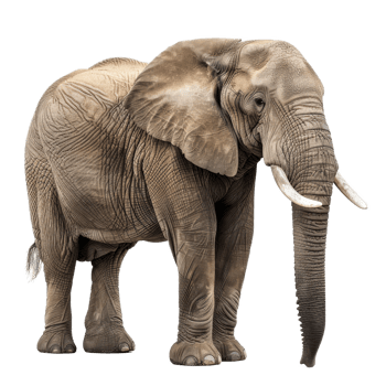 An African elephant standing in front of a background, a african elephant isolated on transparent background png