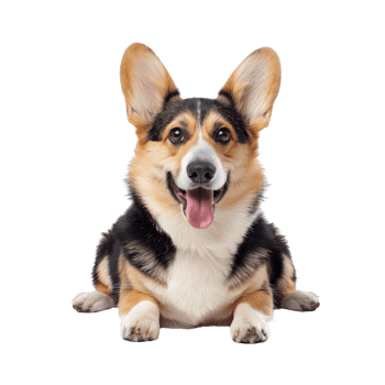 Happy Corgi Dog, Isolated on Transparent Background png