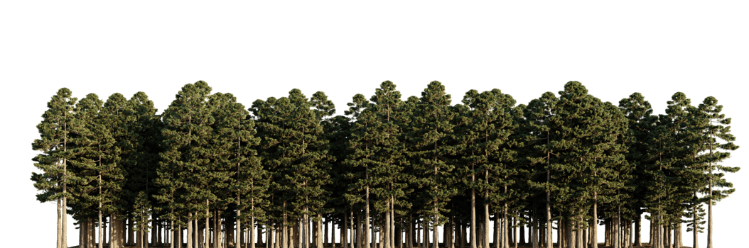 Trees forest on a transparent background png