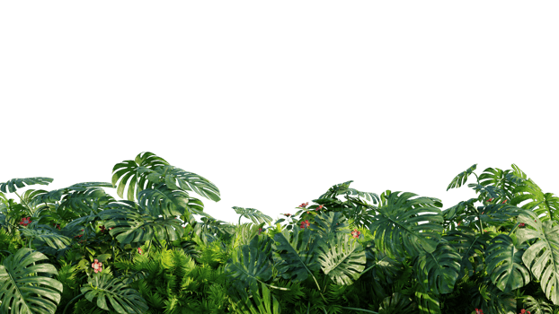 Tropical plant garden foreground on a white background png