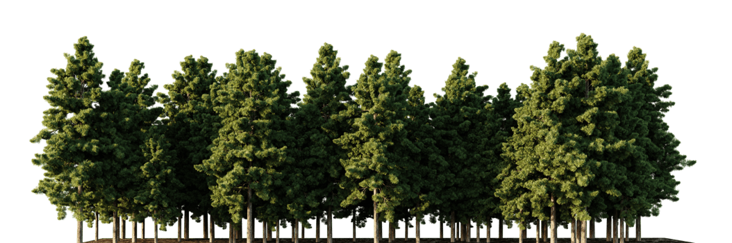 Trees forest on a transparent background png