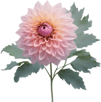 Close-up of a blooming dahlia flower. AI-Generated. png