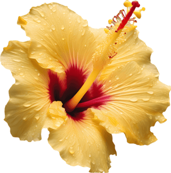 Close-up of a blooming hibiscus flower. AI-Generated. png