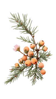 branch of juniper with orange berries on a branch png
