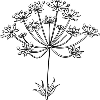 Queen Anne Lace flower outline illustration coloring book page design, Queen Anne Lace flower black and white line art drawing coloring book pages for children and adults vector