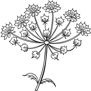Queen Anne Lace flower outline illustration coloring book page design, Queen Anne Lace flower black and white line art drawing coloring book pages for children and adults vector