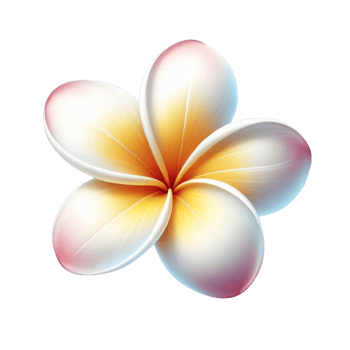 Plumeria flower isolated on transparent background png
