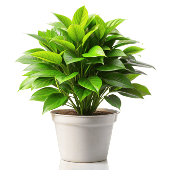 Bright green potted plant with large leaves on transparent background png