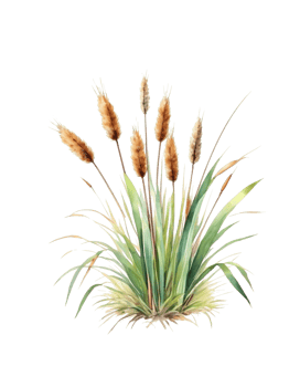 grass clipart transparent background png