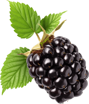 Fresh Blackberry fruits with leaves isolated on a transparent background png