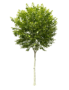 Gardening tree plant shape cutout backgrounds 3d render png
