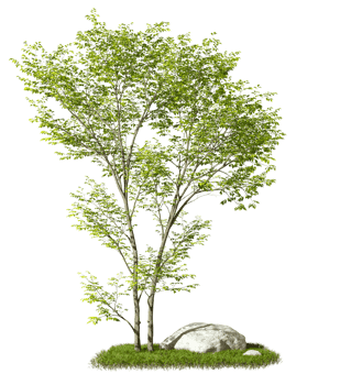 Composition layout forestry cut out backgrounds 3d rendering png