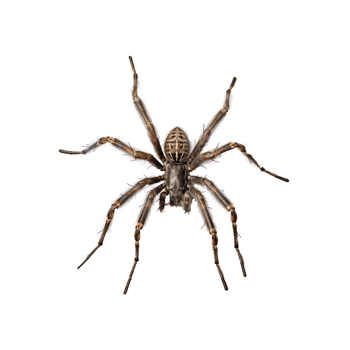 Delicate Spider on a Transparent Background png