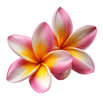 Vibrant Pink and Yellow Plumeria Flowers Isolated on Transparent Background png