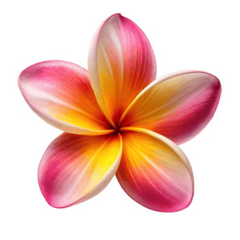 Close-Up of Vibrant Plumeria Flower Petals on Transparent Background, Midday png