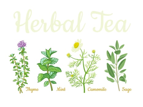 Herbal Tea Collection vector
