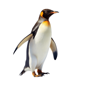 A penguin stands on a transparent background png