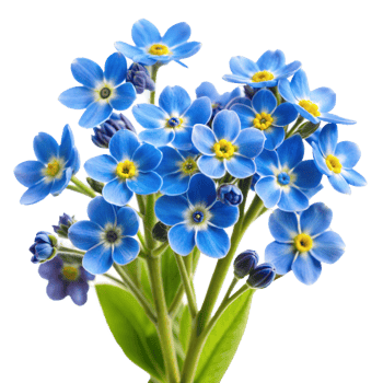 A bouquet of blue flowers with yellow centers png