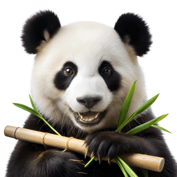 A panda bear is holding a bamboo stick in its mouth png
